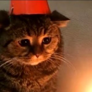 Meet your Posher, Rin